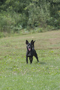 20250711_Dog park__DSC0072_.jpg