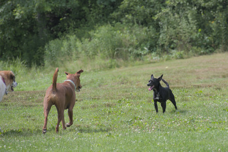 20250711_Dog park__DSC0078_.jpg