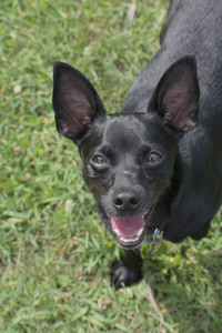 20250711_Dog park__DSC0084_.jpg