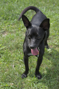 20250711_Dog park__DSC0087_.jpg