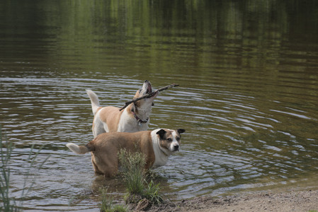 20250711_Dog park__DSC0094_.jpg