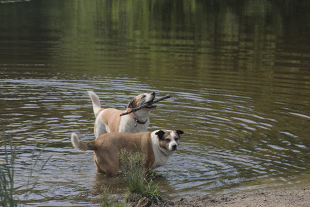 20250711_Dog park__DSC0095_.jpg