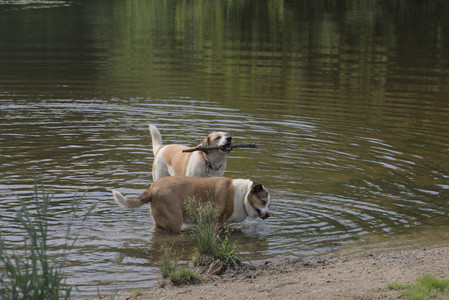 20250711_Dog park__DSC0098_.jpg