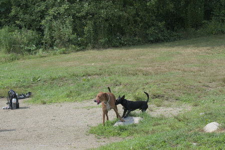 20250711_Dog park__DSC0124_.jpg