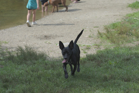 20250711_Dog park__DSC0148_.jpg