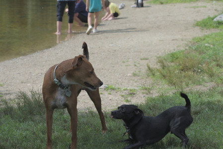 20250711_Dog park__DSC0151_.jpg