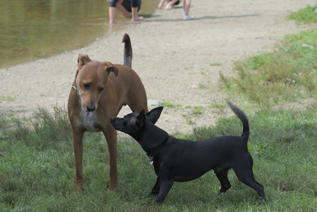20250711_Dog park__DSC0154_.jpg