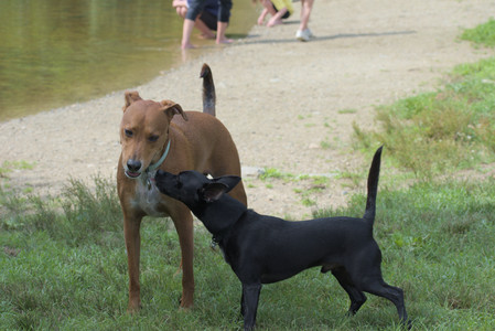 20250711_Dog park__DSC0155_.jpg