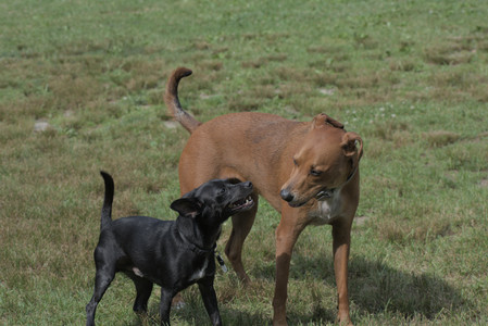 20250711_Dog park__DSC0160_.jpg
