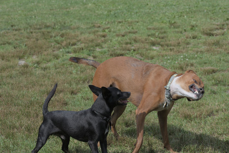 20250711_Dog park__DSC0162_.jpg