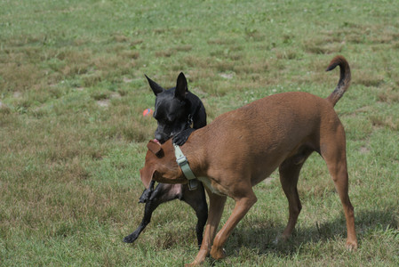 20250711_Dog park__DSC0164_.jpg