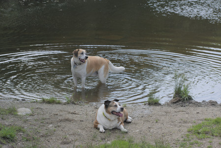 20250711_Dog park__DSC0169_.jpg