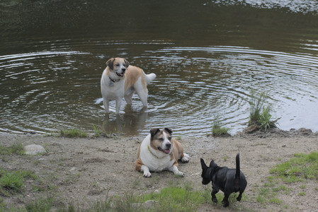 20250711_Dog park__DSC0174_.jpg