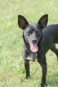 20250711_Dog park__DSC0180_.jpg