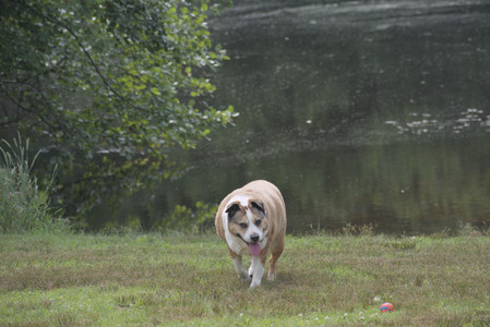 20250711_Dog park__DSC0190_.jpg