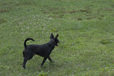 20250711_Dog park__DSC0193_.jpg
