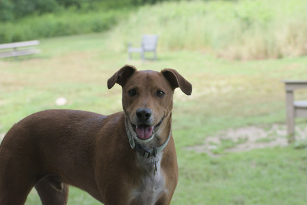 20250711_Dog park__DSC0201_.jpg