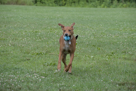 20250711_Dog park__DSC0206_.jpg