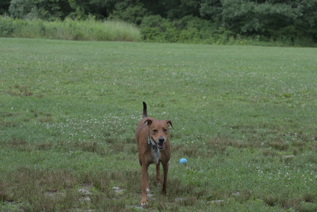 20250711_Dog park__DSC0212_.jpg