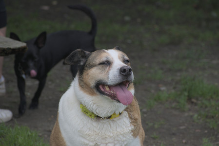 20250711_Dog park__DSC0216_.jpg