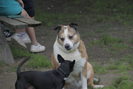 20250711_Dog park__DSC0219_.jpg