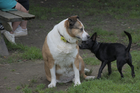 20250711_Dog park__DSC0221_.jpg