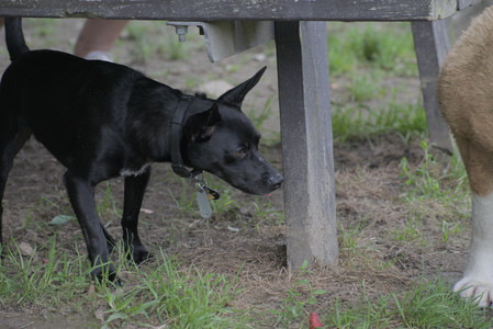 20250711_Dog park__DSC0226_.jpg