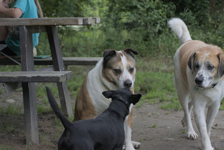 20250711_Dog park__DSC0231_.jpg