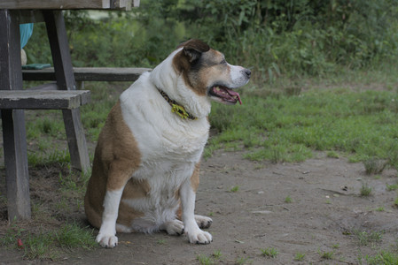 20250711_Dog park__DSC0233_.jpg