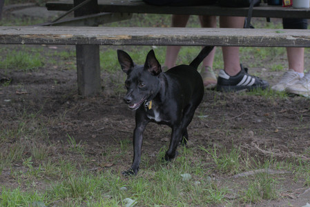 20250711_Dog park__DSC0236_.jpg