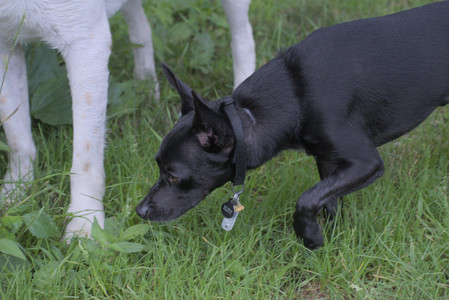 20250711_Dog park__DSC0246_.jpg