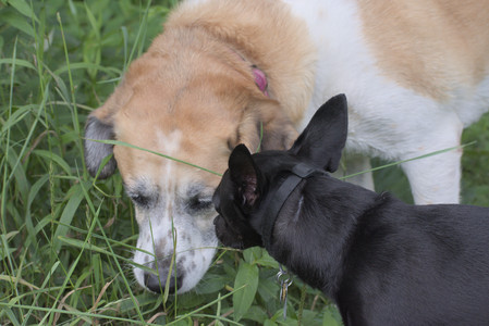 20250711_Dog park__DSC0252_.jpg
