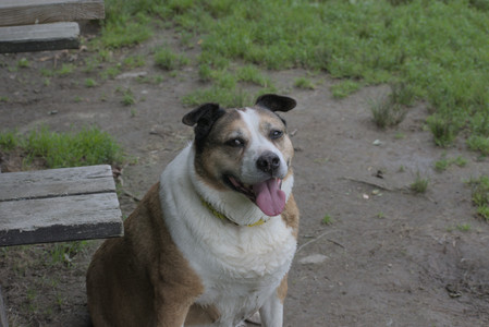 20250711_Dog park__DSC0255_.jpg