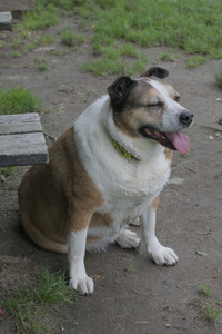 20250711_Dog park__DSC0258_.jpg