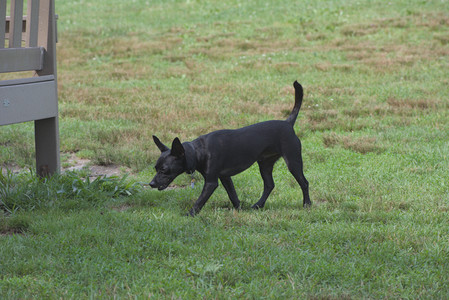20250711_Dog park__DSC0259_.jpg