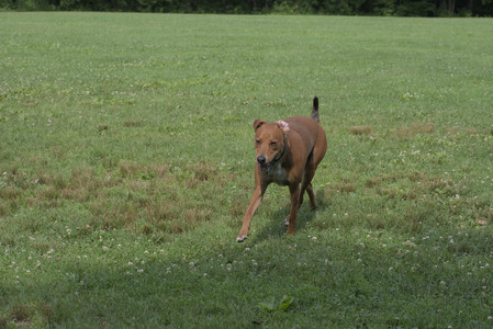 20250711_Dog park__DSC0267_.jpg