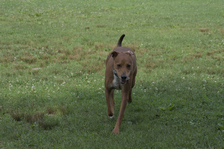 20250711_Dog park__DSC0269_.jpg