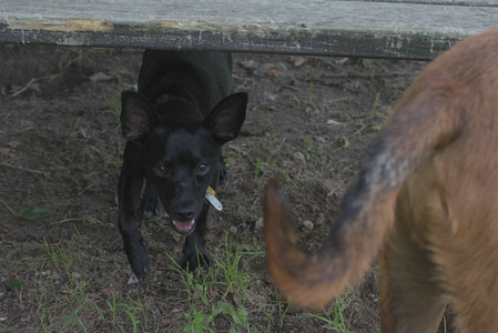 20250711_Dog park__DSC0270_.jpg