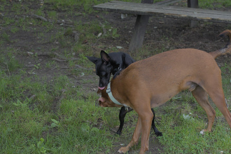 20250711_Dog park__DSC0292_.jpg