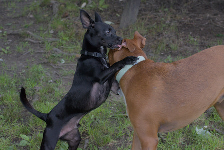 20250711_Dog park__DSC0294_.jpg