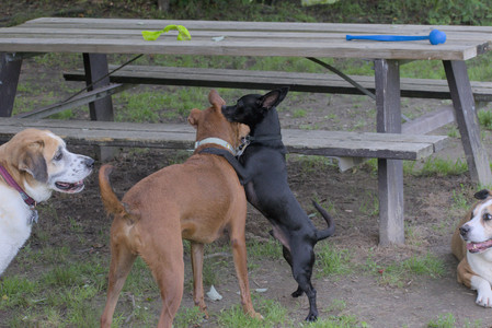 20250711_Dog park__DSC0307_.jpg