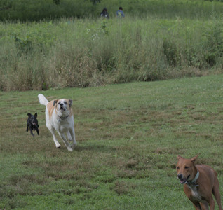 20250711_Dog park__DSC0320_.jpg