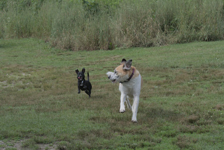 20250711_Dog park__DSC0321_.jpg
