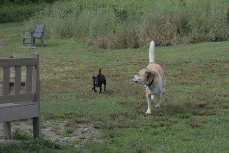 20250711_Dog park__DSC0322_.jpg