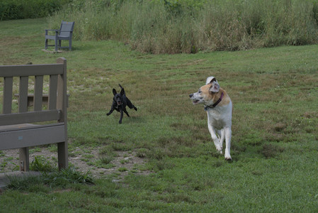 20250711_Dog park__DSC0323_.jpg