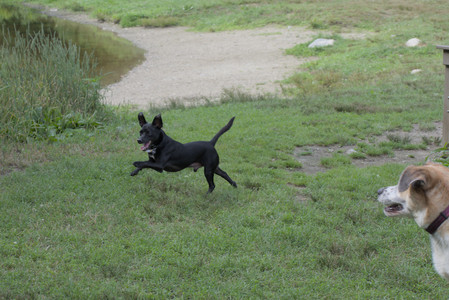 20250711_Dog park__DSC0325_.jpg