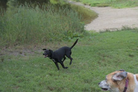 20250711_Dog park__DSC0326_.jpg