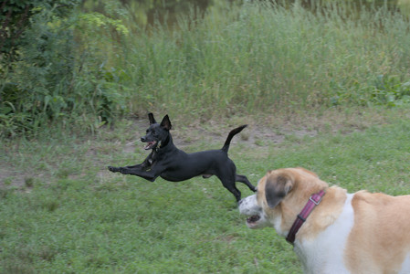 20250711_Dog park__DSC0327_.jpg