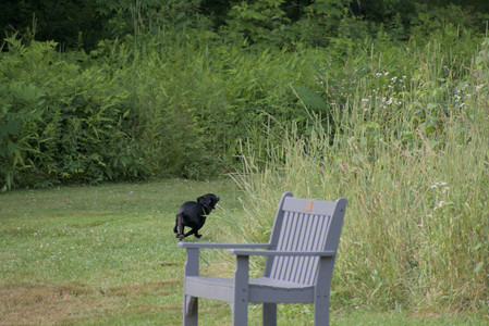 20250711_Dog park__DSC0337_.jpg