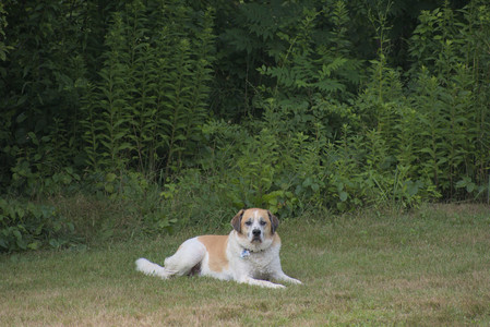 20250711_Dog park__DSC0378_.jpg